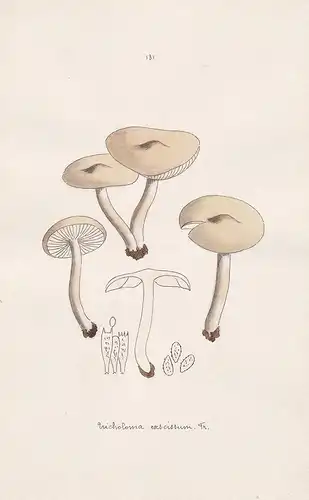 Tricholoma exscissum Fr. - Plate 131 - mushrooms Pilze fungi funghi champignon Mykologie mycology mycologie -