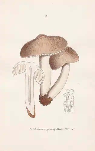 Tricholoma gausapatum Fr. - Plate 79 - mushrooms Pilze fungi funghi champignon Mykologie mycology mycologie -