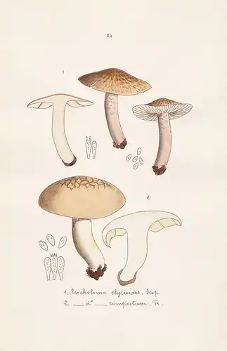 Tricholoma elytroides Scop. - Ticholoma compactum Fr. - Plate 84 - mushrooms Pilze fungi funghi champignon Myk
