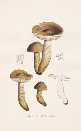 Tricholoma fucatum Fr. - Plate 57 - mushrooms Pilze fungi funghi champignon Mykologie mycology mycologie - Ico