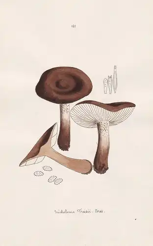 Tricholoma Friesii Bres. - Plate 121 - mushrooms Pilze fungi funghi champignon Mykologie mycology mycologie -