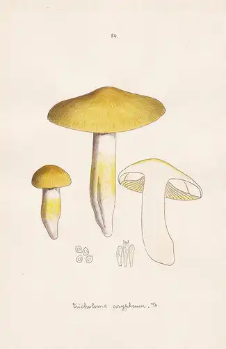 Tricholoma corypheum Fr. - Plate 54 - mushrooms Pilze fungi funghi champignon Mykologie mycology mycologie - I