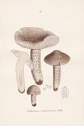 Tricholoma murinacoum Bull. - Plate 88 - mushrooms Pilze fungi funghi champignon Mykologie mycology mycologie