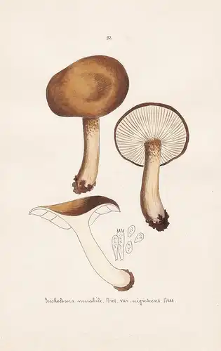 Tricholoma mirabile Bres. var. nigrescens Bres. - Plate 92 - mushrooms Pilze fungi funghi champignon Mykologie