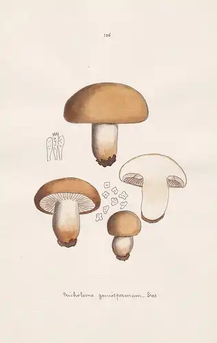 Tricholoma goniospermum Bres. - Plate 106 - mushrooms Pilze fungi funghi champignon Mykologie mycology mycolog