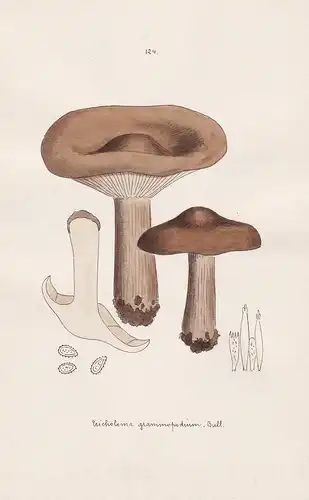Tricholoma grammopodium Bull. - Plate 124 - mushrooms Pilze fungi funghi champignon Mykologie mycology mycolog