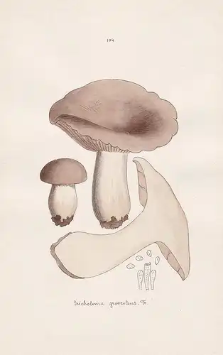 Tricholoma graveolens. Fr. - Plate 104 - mushrooms Pilze fungi funghi champignon Mykologie mycology mycologie