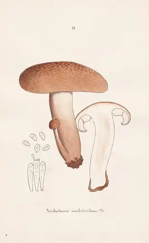 Tricholoma imbricatum Fr. - Plate 72 - mushrooms Pilze fungi funghi champignon Mykologie mycology mycologie -