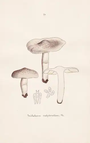 Tricholoma scalpturatum Fr. - Plate 74 - mushrooms Pilze fungi funghi champignon Mykologie mycology mycologie