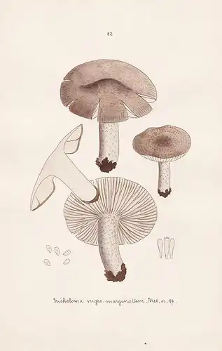 Tricholoma nigro-marginatum Bres. n. sp. - Plate 82 - mushrooms Pilze fungi funghi champignon Mykologie mycolo