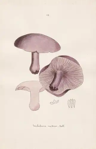 Tricholoma nudum Bull. - Plate 112 - mushrooms Pilze fungi funghi champignon Mykologie mycology mycologie - Ic