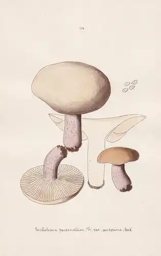 Tricholoma personatum Fr. var anserina Berk. - Plate 114 - mushrooms Pilze fungi funghi champignon Mykologie m