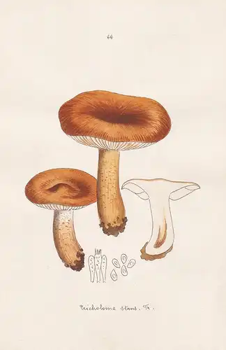 Tricholoma stans Fr. - Plate 66 - mushrooms Pilze fungi funghi champignon Mykologie mycology mycologie - Icono