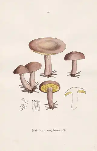 Tricholoma onychinum Fr. - Plate 101 - mushrooms Pilze fungi funghi champignon Mykologie mycology mycologie -