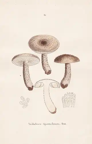 Tricholoma squarrulosum Bres. - Plate 80 - mushrooms Pilze fungi funghi champignon Mykologie mycology mycologi