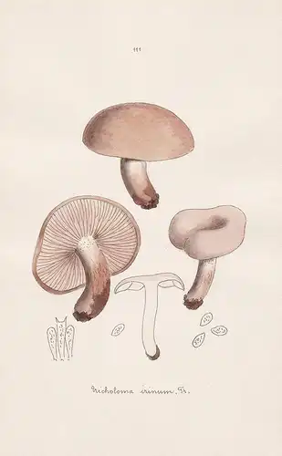 Tricholoma irinum Fr. - Plate 111 - mushrooms Pilze fungi funghi champignon Mykologie mycology mycologie - Ico