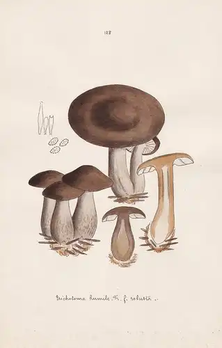 Tricholoma humile Fr. f. robusta - Plate 128 - mushrooms Pilze fungi funghi champignon Mykologie mycology myco