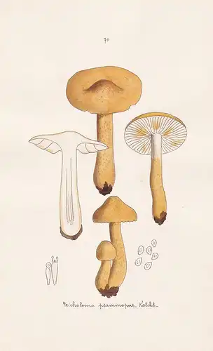 Tricholoma psammopus Kalchbr. - Plate 70 - mushrooms Pilze fungi funghi champignon Mykologie mycology mycologi