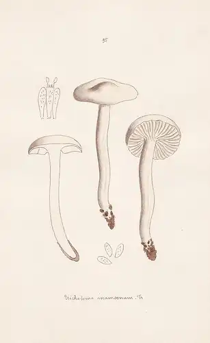 Tricholoma inamoenum Fr. - Plate 95 - mushrooms Pilze fungi funghi champignon Mykologie mycology mycologie - I