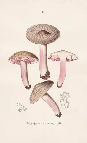 Tricholoma orirubens Quel. - Plate 81 - mushrooms Pilze fungi funghi champignon Mykologie mycology mycologie -