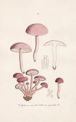 Tricholoma jonides Bull. var. persicolor Fr. - Plate 97 - mushrooms Pilze fungi funghi champignon Mykologie my
