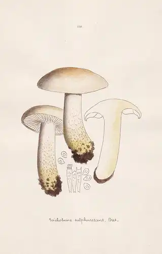 Tricholoma sulphurescens Bres. - Plate 110 - mushrooms Pilze fungi funghi champignon Mykologie mycology mycolo