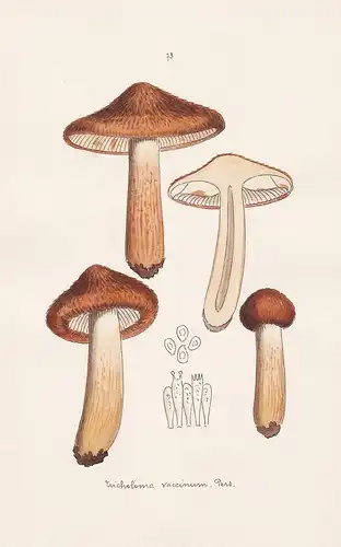 Tricholoma vaccinum Pers. - Plate 73 - mushrooms Pilze fungi funghi champignon Mykologie mycology mycologie -