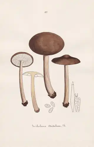 Tricholoma stridulum Fr. - Plate 123 - mushrooms Pilze fungi funghi champignon Mykologie mycology mycologie -