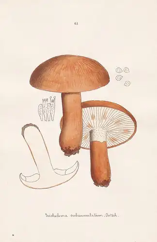 Tricholoma subannulatum Batsch. - Plate 63 - mushrooms Pilze fungi funghi champignon Mykologie mycology mycolo