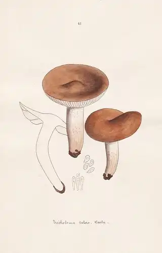 Tricholoma salero Barla - Plate 61 - mushrooms Pilze fungi funghi champignon Mykologie mycology mycologie - Ic