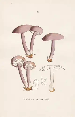 Tricholoma jonides Bull. - Plate 96 - mushrooms Pilze fungi funghi champignon Mykologie mycology mycologie - I