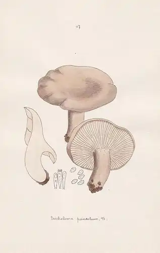 Tricholoma paneolum Fr. - Plate 117 - mushrooms Pilze fungi funghi champignon Mykologie mycology mycologie - I