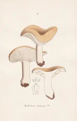 Tricholoma lascivum Fr. - Plate 94 - mushrooms Pilze fungi funghi champignon Mykologie mycology mycologie - Ic