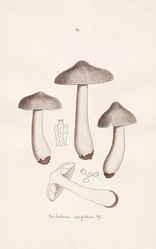 Tricholoma virgatum Fr. - Plate 89 - mushrooms Pilze fungi funghi champignon Mykologie mycology mycologie - Ic
