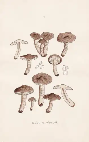 Tricholoma triste Fr. - Plate 78 - mushrooms Pilze fungi funghi champignon Mykologie mycology mycologie - Icon