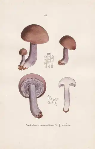 Tricholoma personatum Fr. f. minor - Plate 113 - mushrooms Pilze fungi funghi champignon Mykologie mycology my