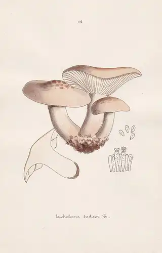 Tricholoma sudum Fr. - Plate 116 - mushrooms Pilze fungi funghi champignon Mykologie mycology mycologie - Icon