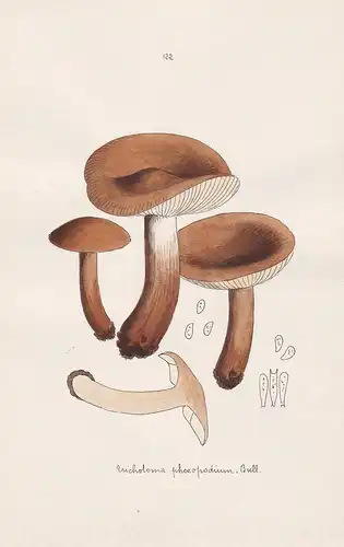 Tricholoma phaeopodium Bull. - Plate 122 - mushrooms Pilze fungi funghi champignon Mykologie mycology mycologi
