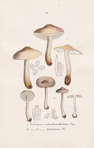 Tricholoma subpulverulentum Pers. - Tricholoma paedidum Fr. - Plate 129 - mushrooms Pilze fungi funghi champig