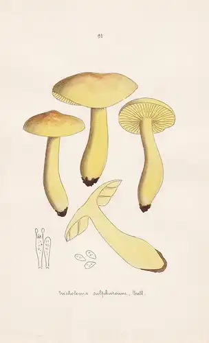 Tricholoma sulphureum Bull. - Plate 93 - mushrooms Pilze fungi funghi champignon Mykologie mycology mycologie
