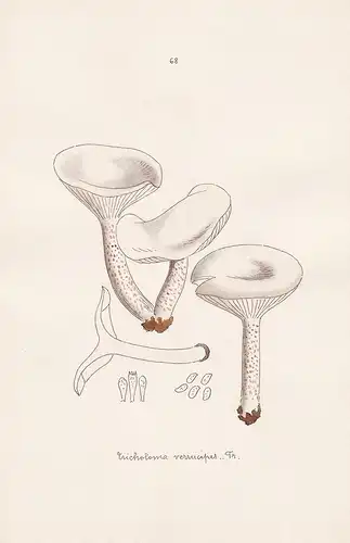 Tricholoma verrucipes Fr. - Plate 68 - mushrooms Pilze fungi funghi champignon Mykologie mycology mycologie -