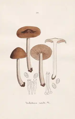 Tricholoma rasile Fr. - Plate 130 - mushrooms Pilze fungi funghi champignon Mykologie mycology mycologie - Ico