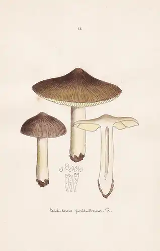 Tricholoma portentosum Fr. - Plate 56 - mushrooms Pilze fungi funghi champignon Mykologie mycology mycologie -