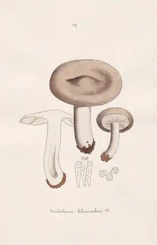 Tricholoma Schumacheri Fr. - Plate 107 - mushrooms Pilze fungi funghi champignon Mykologie mycology mycologie