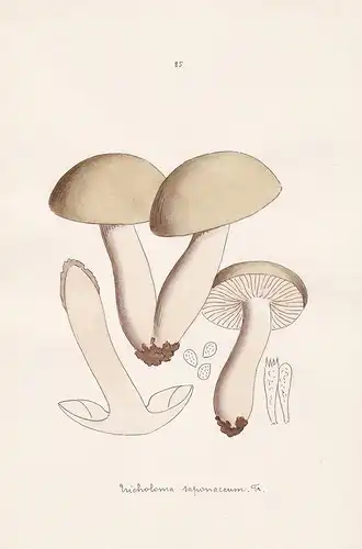 Tricholoma saponaceum Fr. - Plate 85 - mushrooms Pilze fungi funghi champignon Mykologie mycology mycologie -