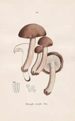 Clitocybe ampla Pers. - Plate 148 - mushrooms Pilze fungi funghi champignon Mykologie mycology mycologie - Ico