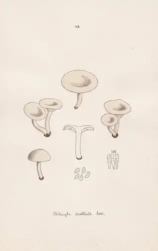 Clitocybe dealbata Sow. - Plate 146 - mushrooms Pilze fungi funghi champignon Mykologie mycology mycologie - I
