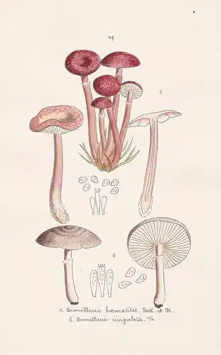 Armillaria haematites Berk. et Br. - Armillaria cingulata Fr. - Plate 49 - mushrooms Pilze fungi funghi champi