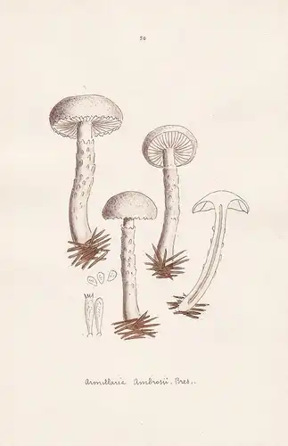Armillaria Ambrosii Bres. - Plate 50 - mushrooms Pilze fungi funghi champignon Mykologie mycology mycologie -