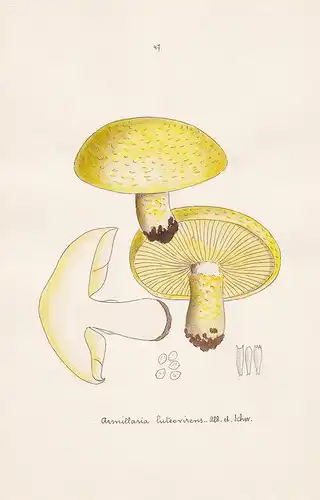 Armillaria luteovirens Alb. et Schw. - Plate 47 - mushrooms Pilze fungi funghi champignon Mykologie mycology m